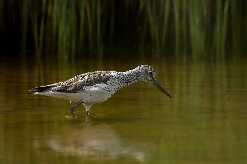 Common Greenshank (Tringa nebularia)