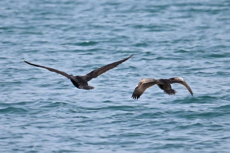 Cormorant + Mediterranean Shag