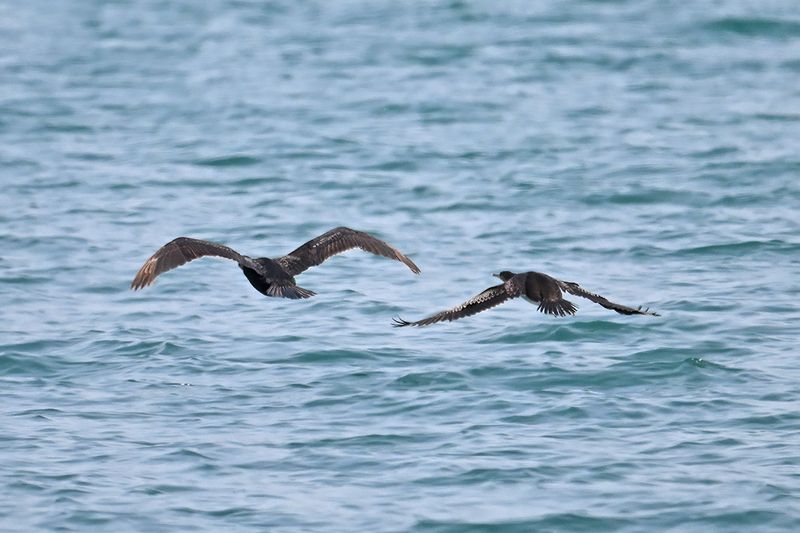Cormorant + Mediterranean Shag