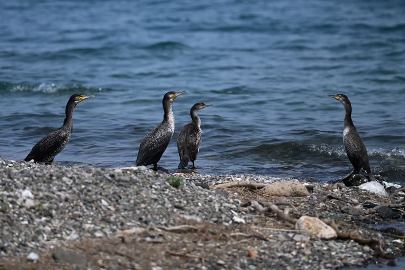 Cormorants