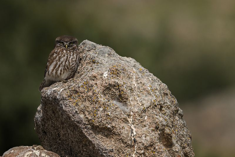 Little Owl (Athene noctua)