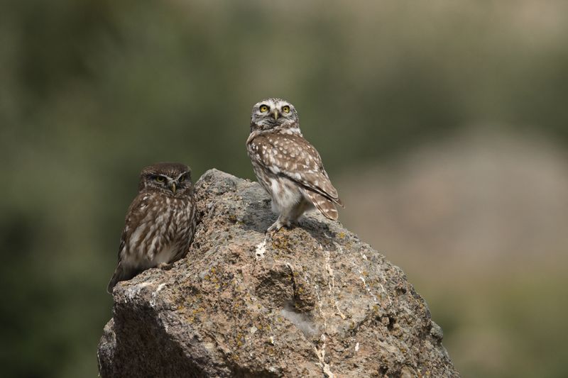 Little Owl (Athene noctua)