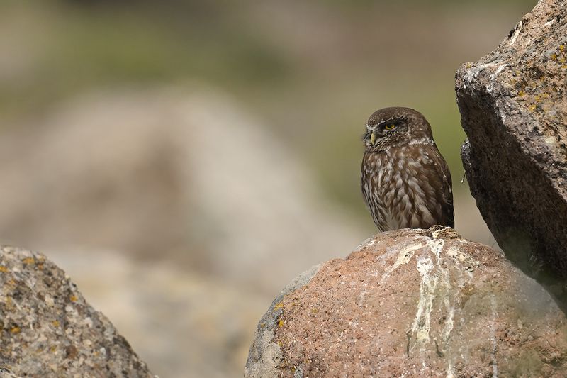 Little Owl (Athene noctua)