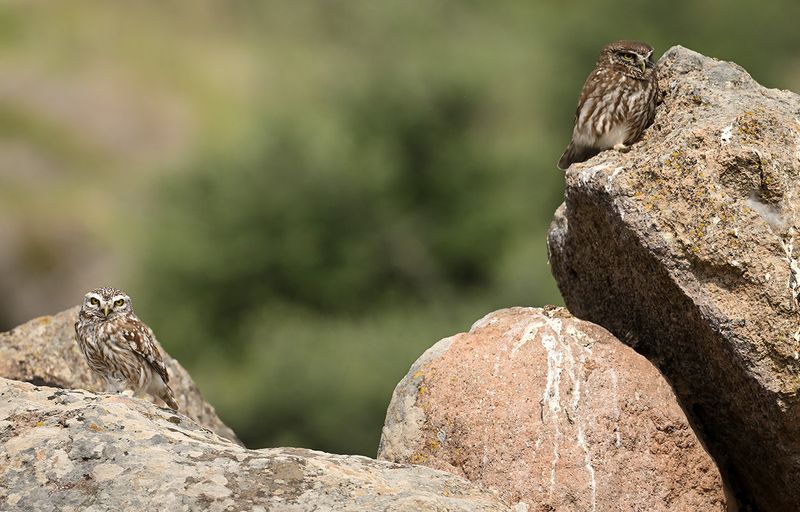 Little Owl (Athene noctua)