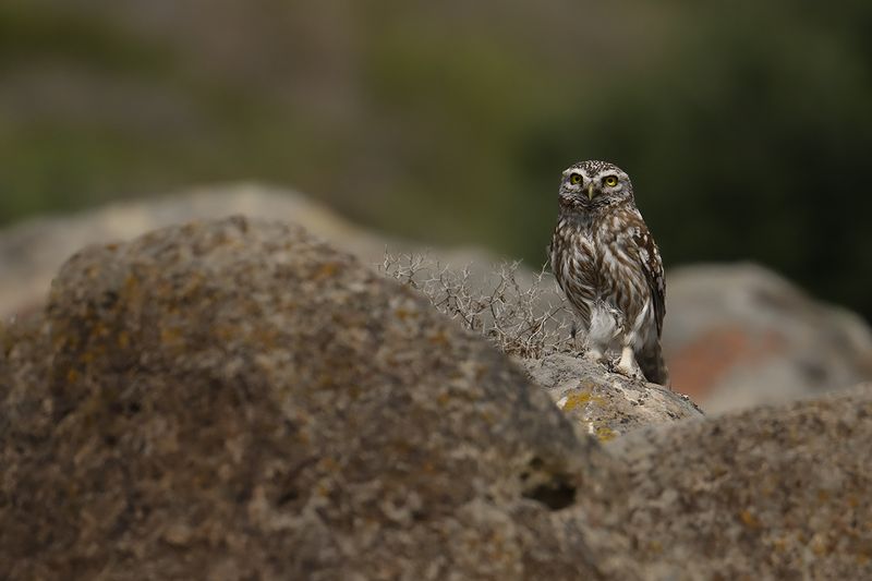 Little Owl (Athene noctua)