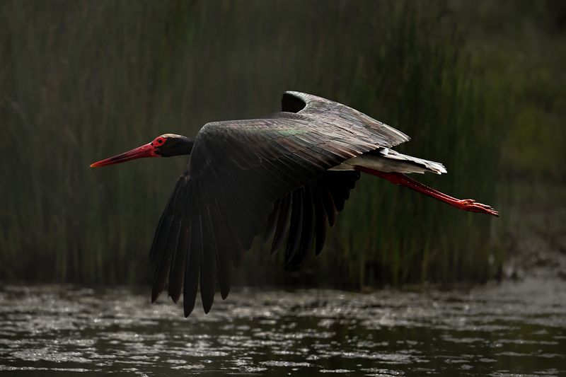 Black Stork (Ciconia nigra)
