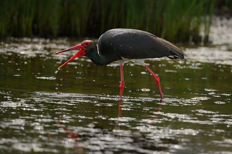 Black Stork (Ciconia nigra)