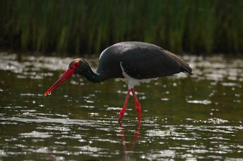 Black Stork (Ciconia nigra)