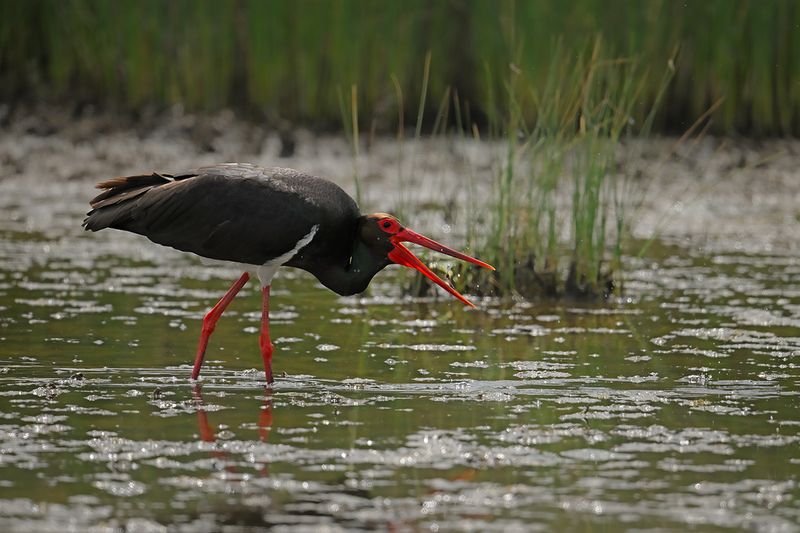 Gallery Black Stork