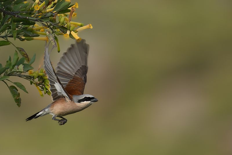 Gallery Red-backed Shrike