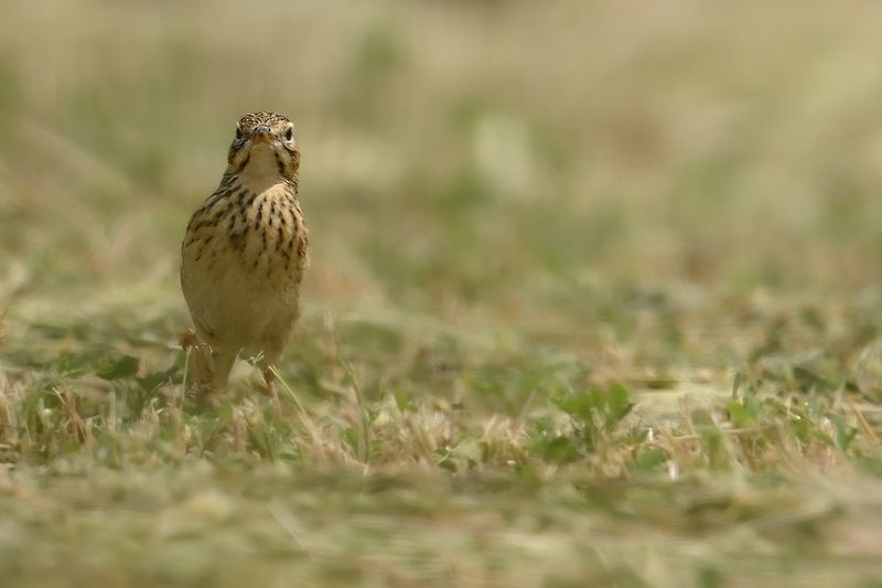 Richard's pipit (Anthus richardi) 