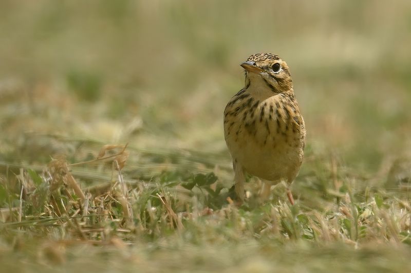 Richard's pipit (Anthus richardi) 