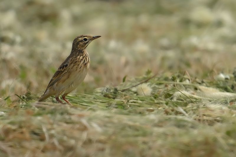 Richard's pipit (Anthus richardi) 