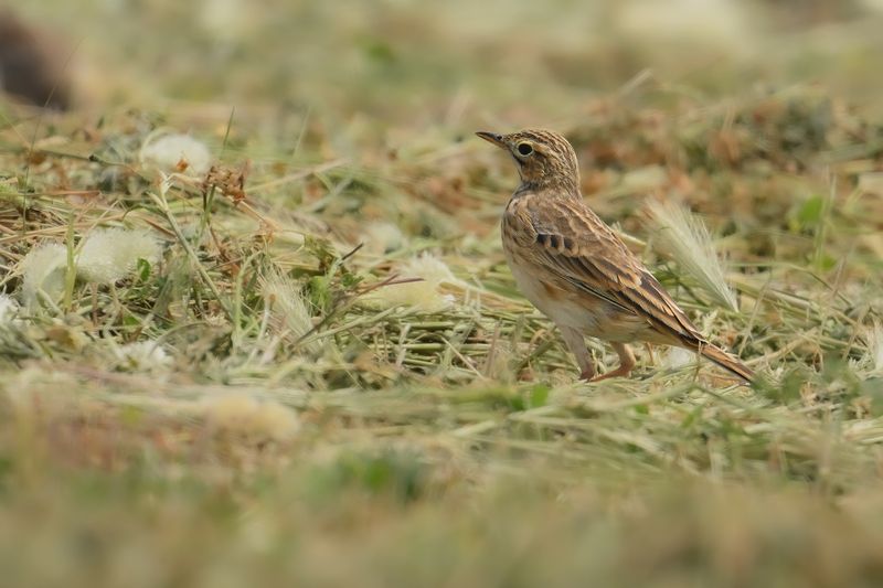 Gallery Richard's Pipit