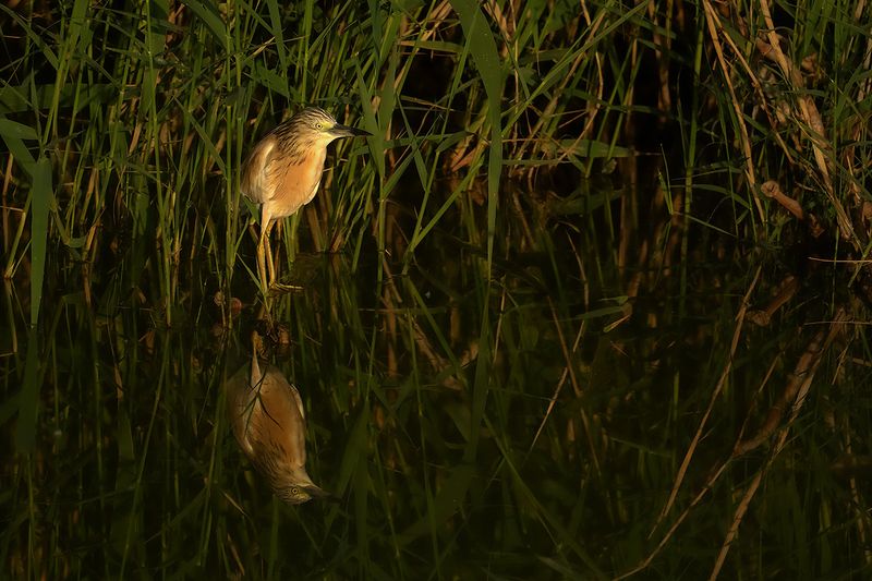 Gallery Squacco Heron
