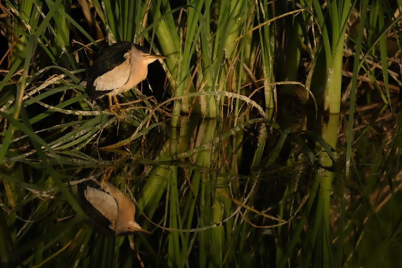 Little Bittern Lesvos
