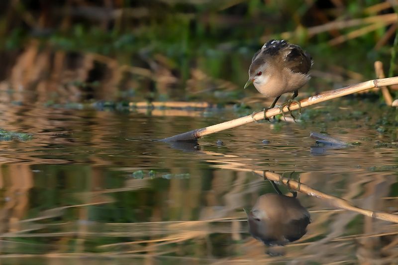 Little Crake (Zapornia parva)
