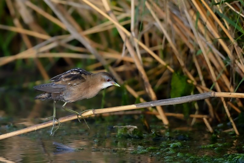 Little Crake (Zapornia parva)