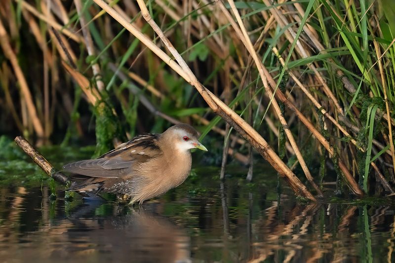 Little Crake (Zapornia parva)