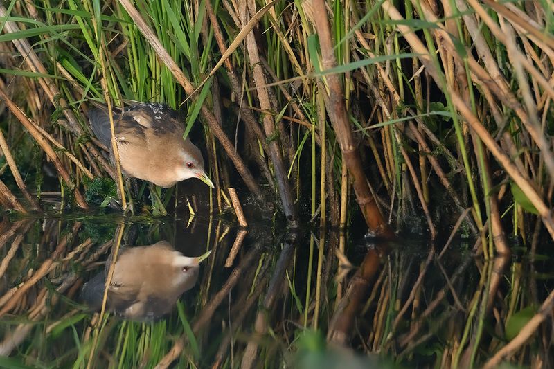 Little Crake (Zapornia parva)