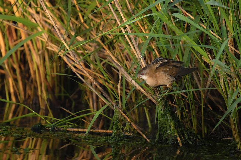 Little Crake (Zapornia parva)
