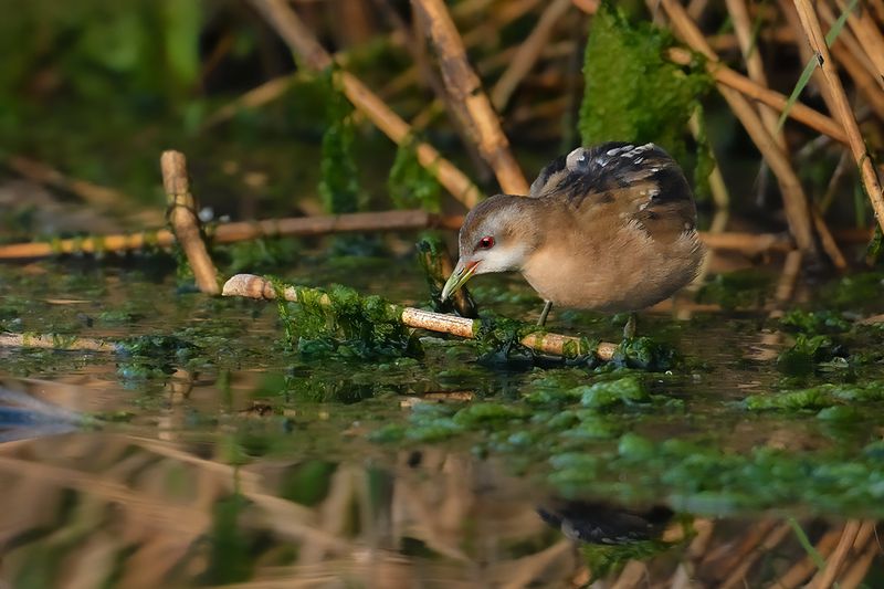 Gallery Little Crake