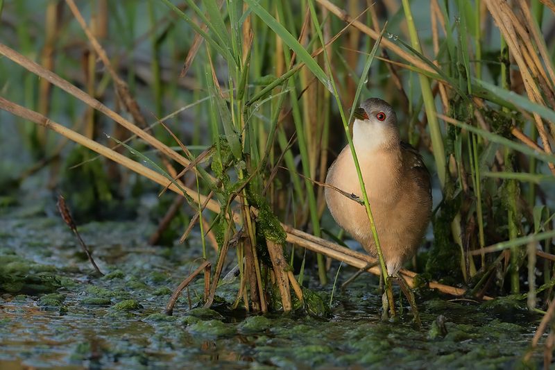 Little Crake (Zapornia parva)