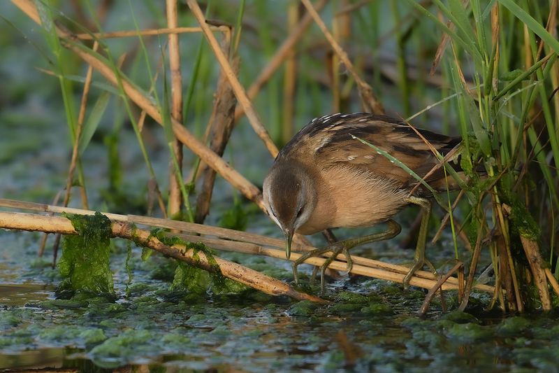 Little Crake (Zapornia parva)