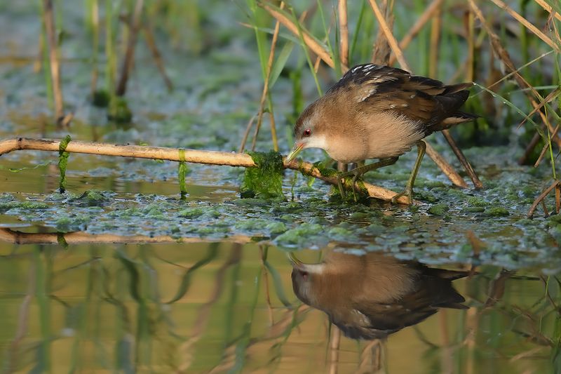 Little Crake (Zapornia parva)
