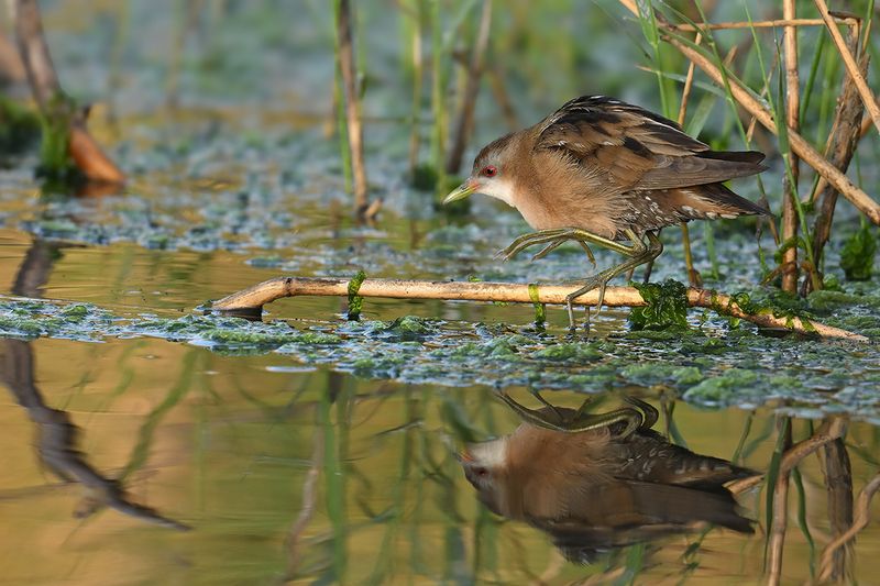 Little Crake (Zapornia parva)