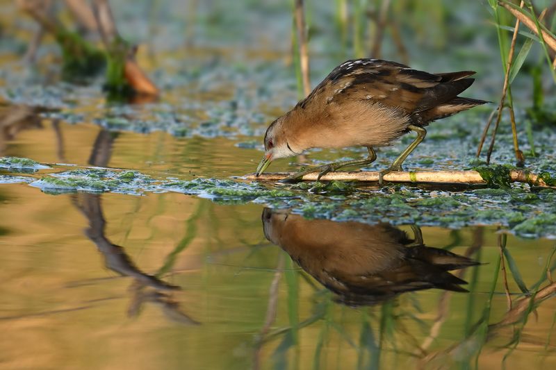 Little Crake (Zapornia parva)