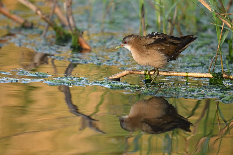 Little Crake (Zapornia parva)