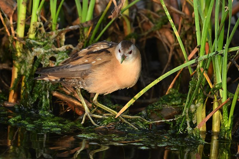Little Crake (Zapornia parva)