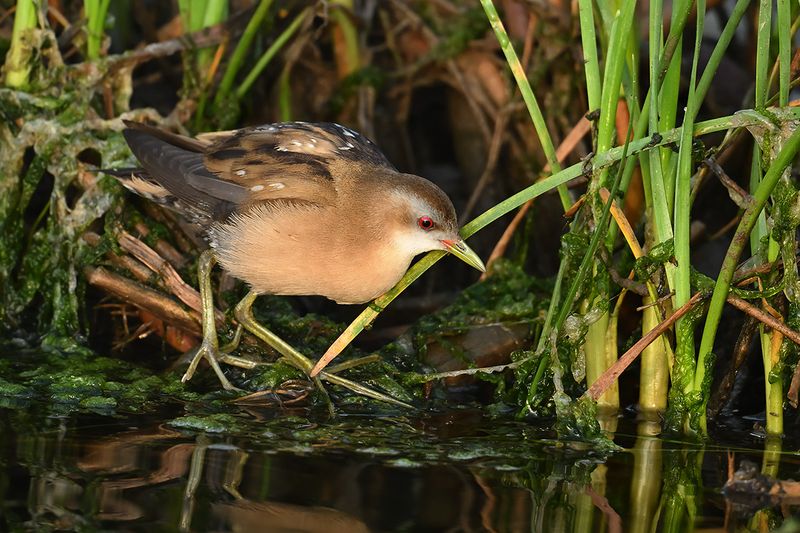 Little Crake (Zapornia parva)