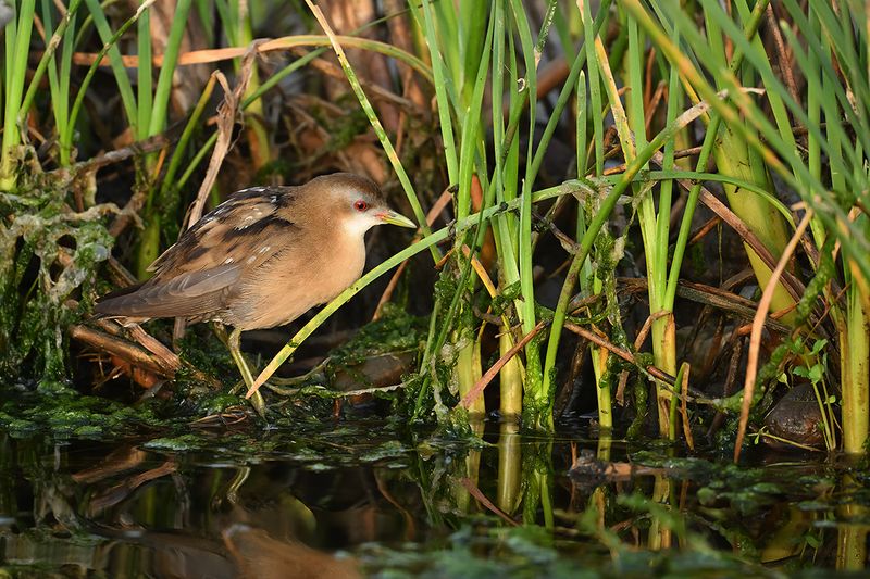 Little Crake (Zapornia parva)