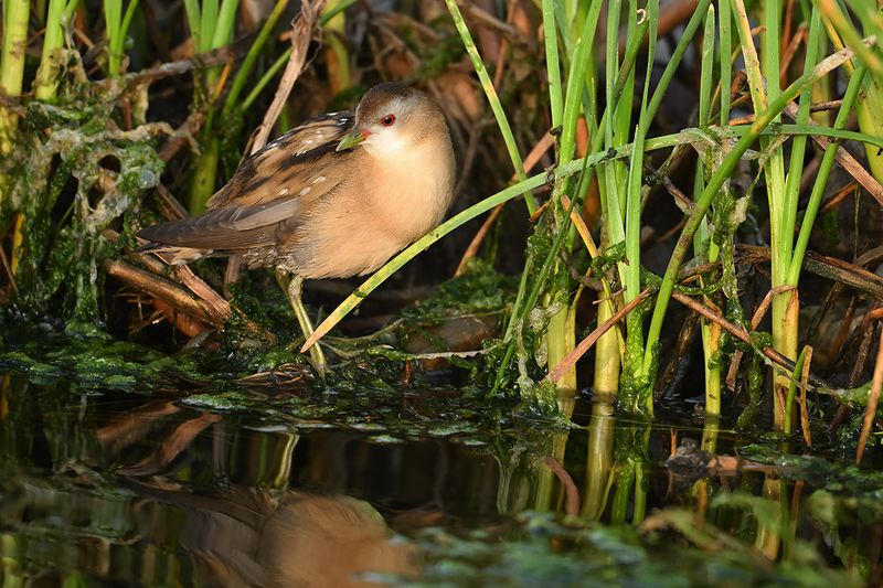 Little Crake (Zapornia parva)
