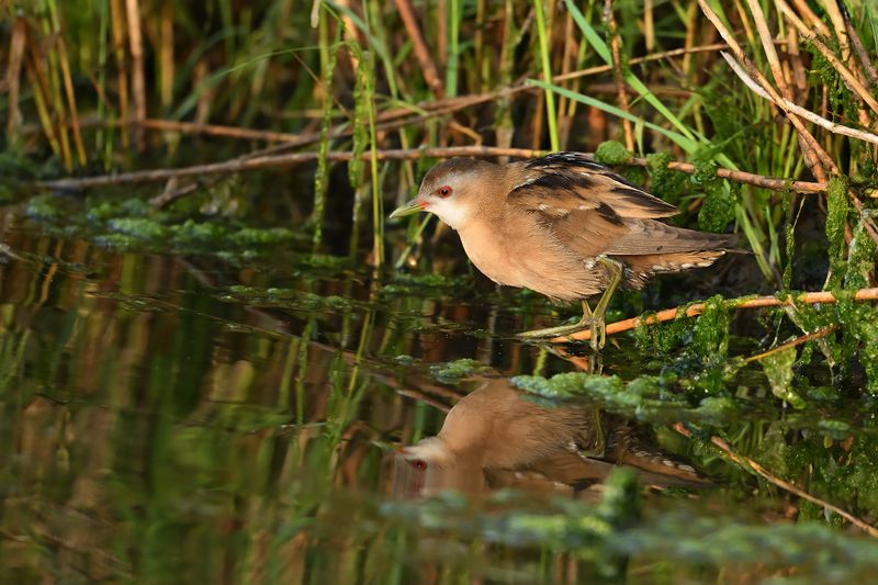 Gallery Little Crake