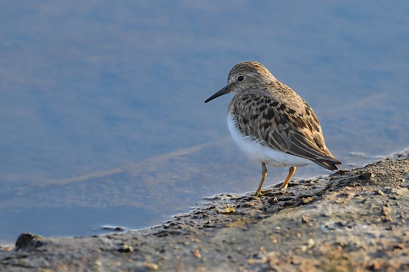 Temminck's Stint (Calidris temminckii)