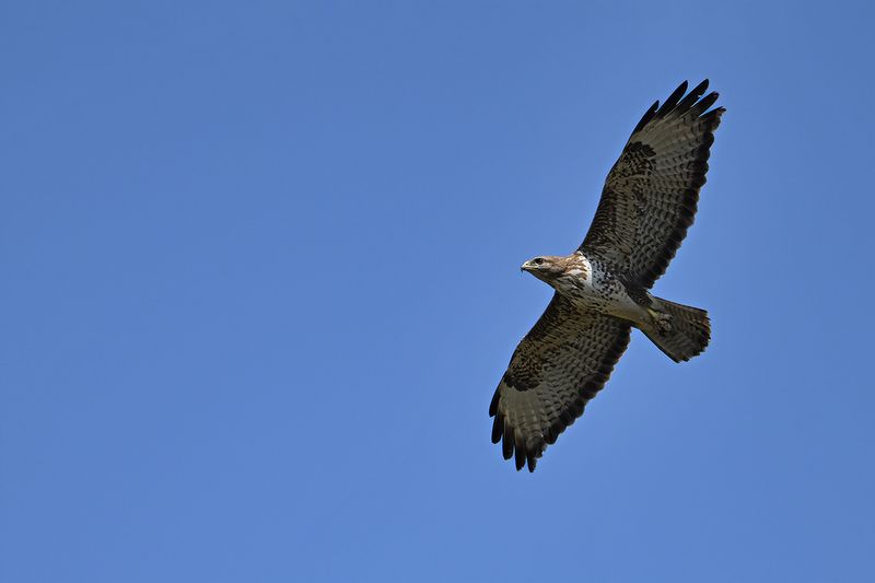 Gallery Common Buzzard