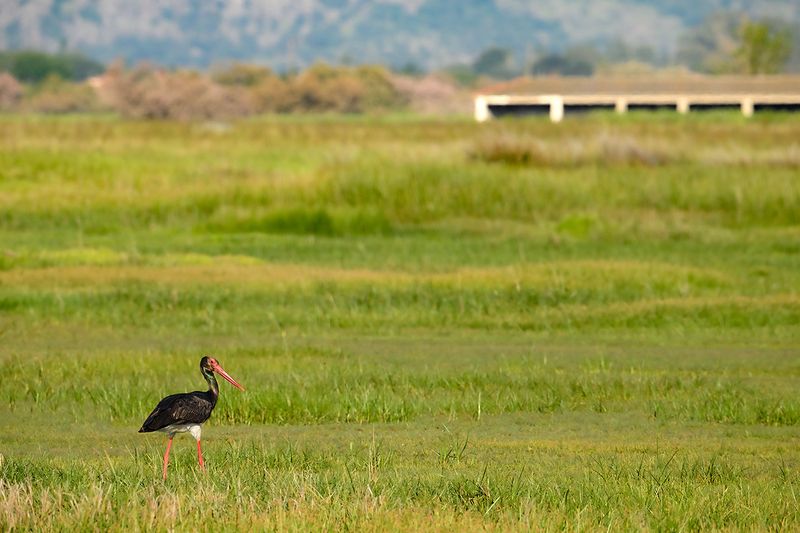 Gallery Black Stork