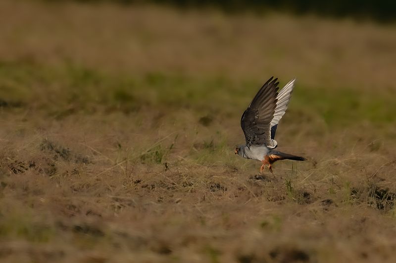 Gallery Red Footed Falcon