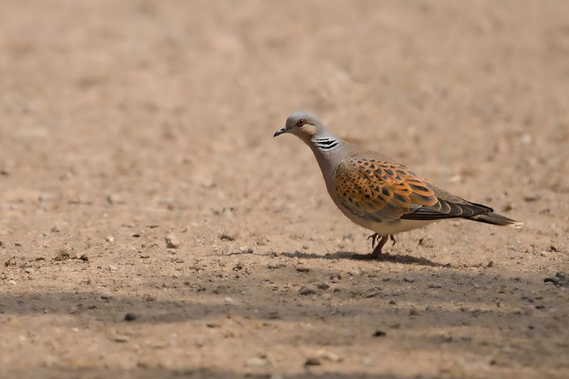 European Turtle Dove (Streptopelia turtur)