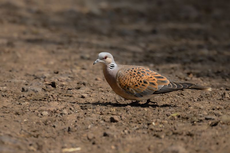 Gallery Turtle Dove