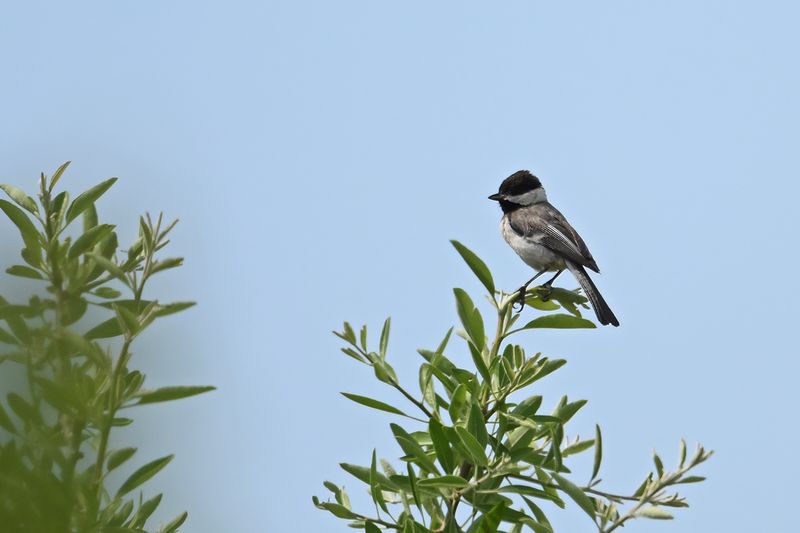 Gallery Sombre Tit