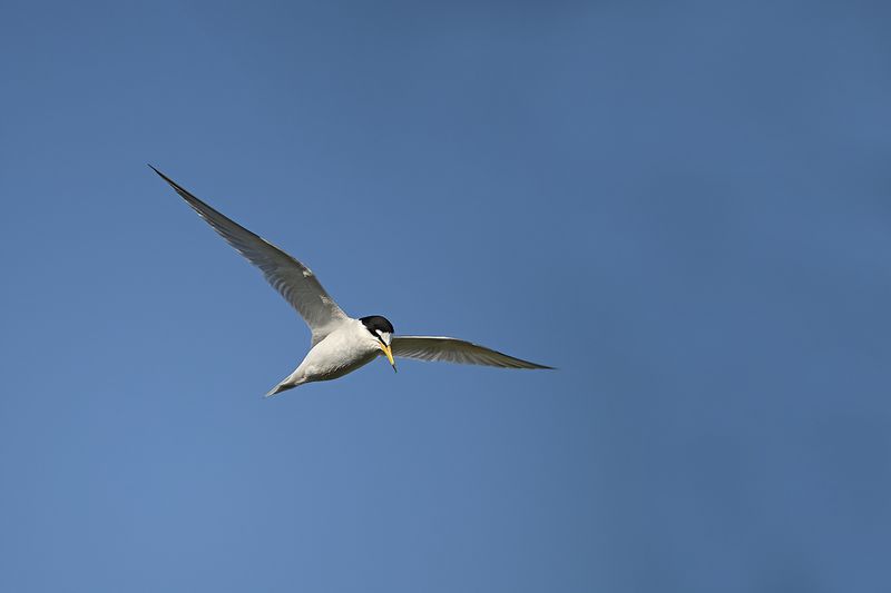 Little Tern (Sternula albifrons)