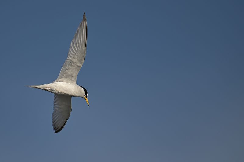 Little Tern (Sternula albifrons)