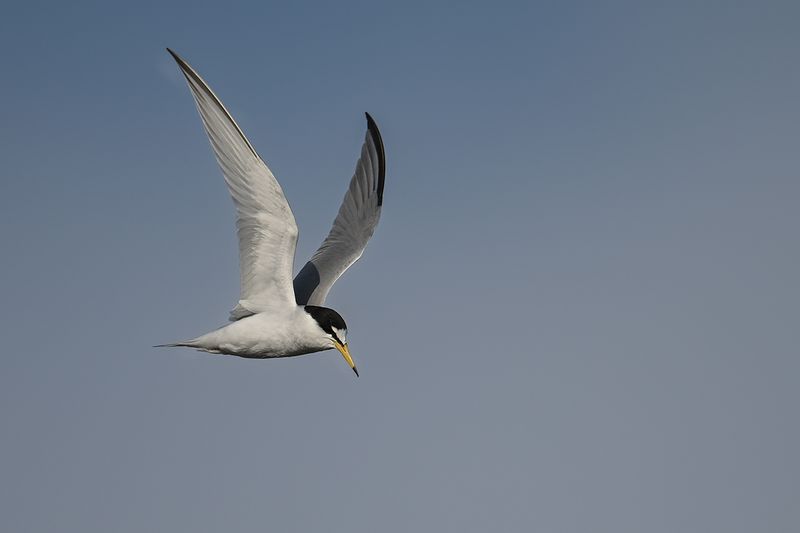 Gallery Little Tern