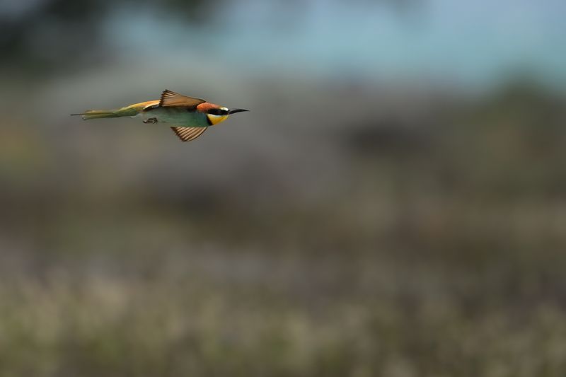 European Bee-eater (Merops apiaster)