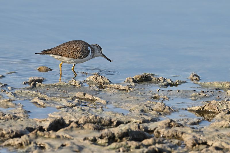 Common Sandpiper (Actitis hypoleucos)