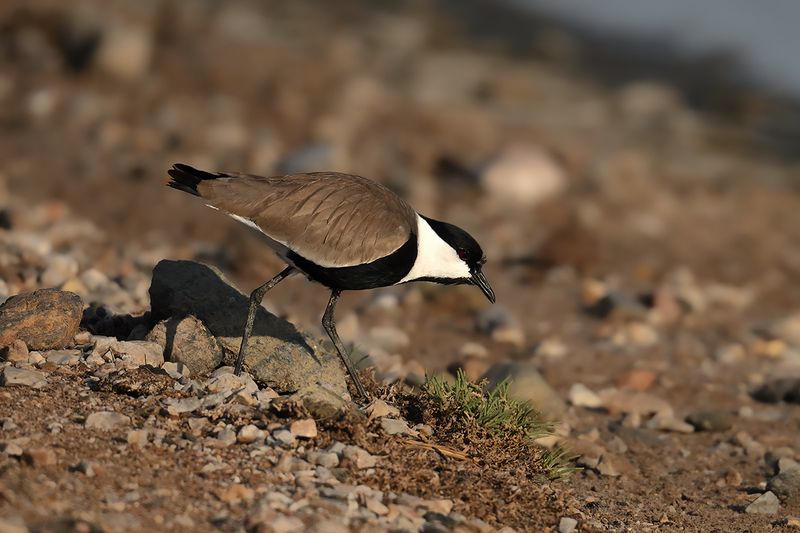 Spur-winged Plover (Vanellus spinosus)